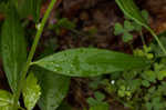 Showy milkwort